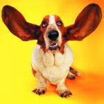 Puzzle amuzant de pisici și câini